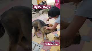 My Pet dogs |  Love Pet dogs | Alex Family Bonding |  #My Pet dogs #Love pet dogs