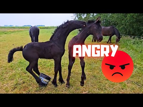 Belle to the inspection or not??? Blomke is angry! | Friesian Horses