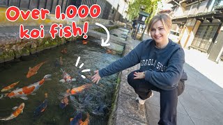 This Japanese Town has KOI FISH in the Streets 😍 ft. @AbroadinJapan