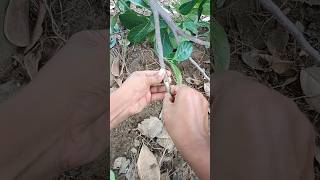 how to grafting Jackfruit tree / 100% success #youtubeshorts #shorts #jackfruit #grafting #video