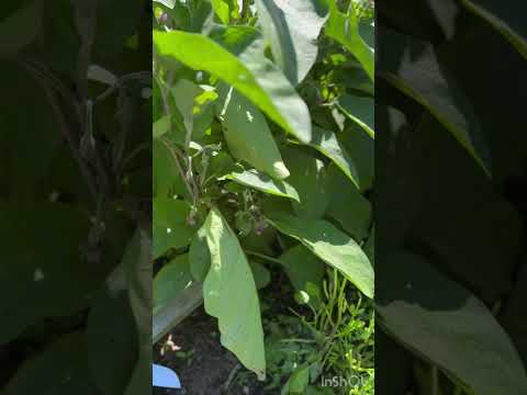 A Mid season garden update! It’s eggplant, beans, walla walla onions and zuchetta- yum! #shorts