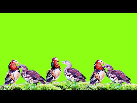 DUCK GREEN SCREEN  (Saturday, 31 December 2022 )