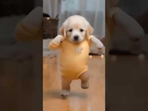 Dog Dance Motorcycle 🏍😂  #Dog #motorcycle #dance #dogdance #petdance #pet #goldenretriever