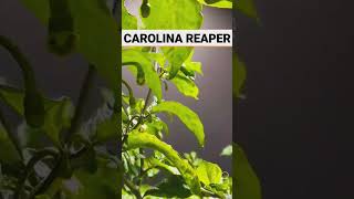 DIY GROWING CAROLINA REAPER #diyplanting #growingplants #growingfruitsincontainers