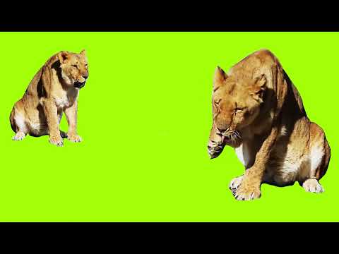 Lion Green Screen video (Saturday, 24 December 2022 )