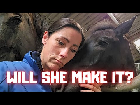 Will Yfke make it? She is really very sick. We can go to her. 3/3 | Friesian Horses