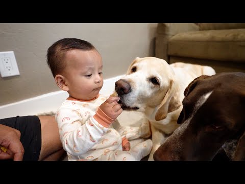 Adorable Baby Crawls to Give Obedient Dogs Treats! Heartwarming POV Video