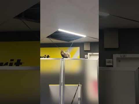 Raccoon falls from ceiling at New York’s LaGuardia Airport #shorts