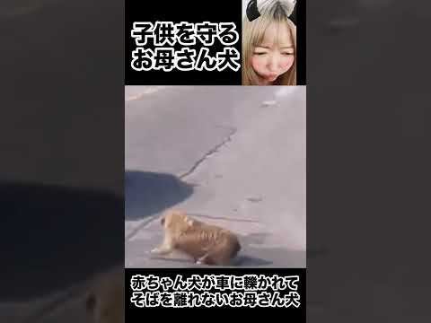 【閲覧注意】車に引かれた子犬から離れない母親に号泣。China TikTok reaction #shorts