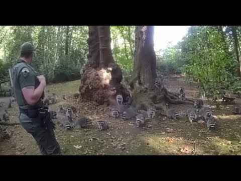 Lady Calls the Police After Feeding one Raccoon, Now Hundreds Showed up and Won't Leave