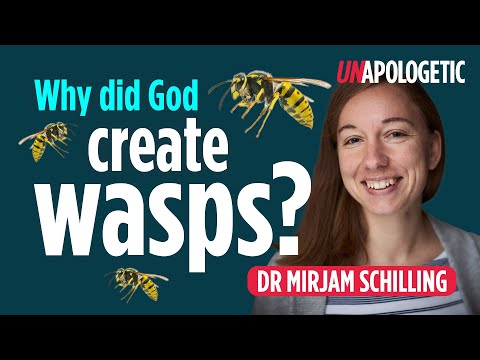 Why did God create mosquitoes? (and other questions on suffering) | Unapologetic 2/2