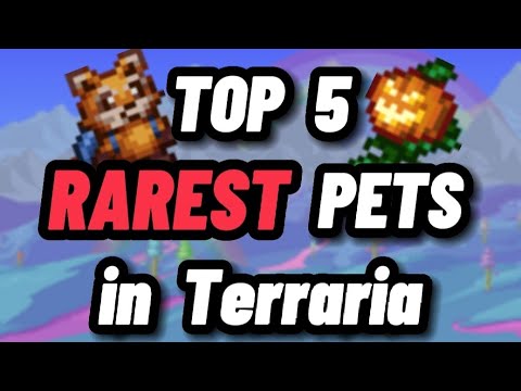 The TOP 5 RAREST pets in Terraria (1.4.4)