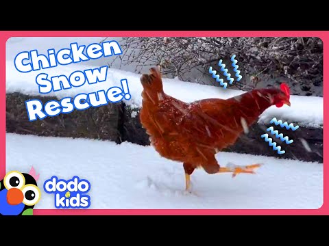 Weatherman Rescues A Chicken From A Snowstorm! | Dodo Kids | Rescued!