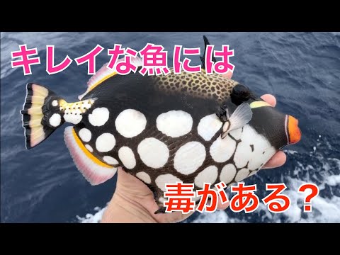 【シガテラ毒】超ファンシーなカワハギ！『モンガラカワハギ』を釣って食べる【真似しないでね】How to cook clown triggerfish