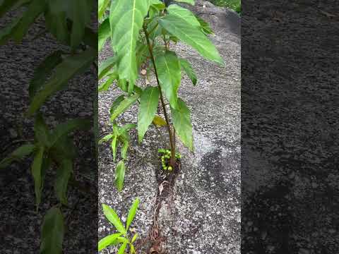 The tree grows on the rock, producing a lot of fruit