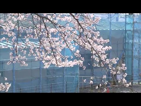 【映像】請戸川リバーラインの桜　福島・浪江町【カメラめせん②】