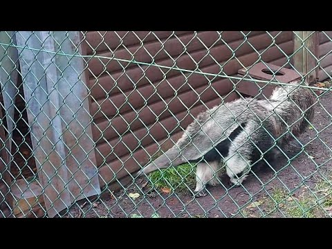 Baby Giant Anteater at Dudley Zoo - 12/10/24