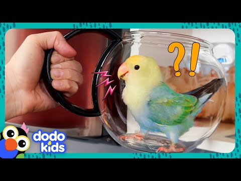 This Bird Wants To Build Her Nest — IN OUR KITCHEN!!! | Dodo Kids