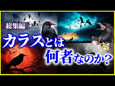 【ゆっくり解説】「カラス」とは何者なのか？を解説【総集編】/カラスの葬式、死体を見ない理由、日本のカラス、不吉の象徴とされる理由、知能が高い理由 【作業用】【睡眠用】