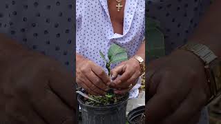 How to graft your mango seedling #mango #tropicalfruit #grafting #graftingtechnique