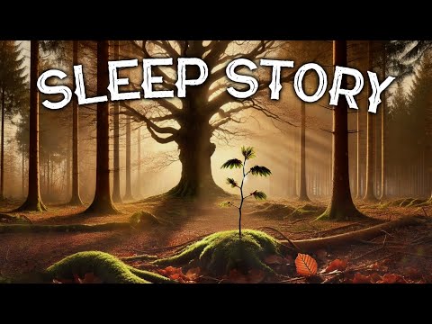 The Seasons of the Forest: A Calming Sleep Story