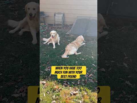 Tired puppies!! #goldenretriever #dogshorts #dog #golden #bestfriends #cutedog