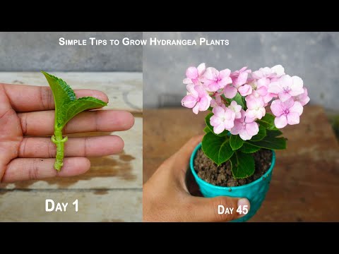 Simple Method to grow Hydrangea Plant | How to grow hydrangea plant from cuttings