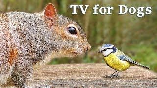 The Ultimate Video for Dogs : TV for Dogs - Fun in The Forest ✅