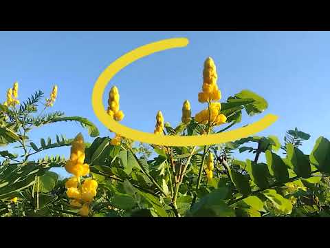 Senna alata - Empress Candle, Candelabra Plant