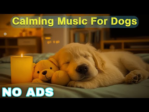 12 HOURS of Dog Calming Music For Dogs🎵💖Anti Separation Anxiety Relief Music🐶Sleep dog Healing🎵