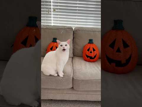 Halloween 🎃🙀 #funny #halloween #cat #scary #comedy #music #pets #october #youtuber #cats