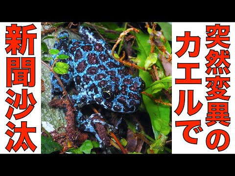 幻の青い天然記念物を追いかけたら新聞沙汰になった【オキナワイシカワガエル/突然変異】